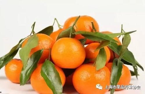 娱乐吃瓜橘子精,橘子精的吃瓜传奇