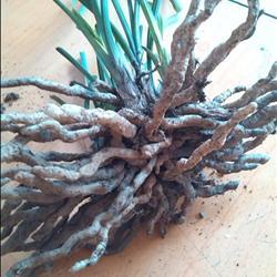 国产草b,绿色生态，引领未来农业发展新潮流